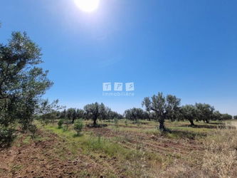 Vente Ferme BIN Sousse Tunisie