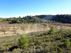 Vente terrain in maella aragon 0852 Saragosse Espagne