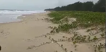 Annonce Vente Terrain pieds dans l’eau Ziguinchor Sénégal