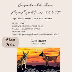 Berger belge malinois