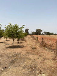 terrain 1hectare  à vendre à Sandiara