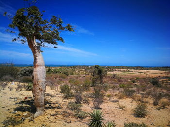 Vente TERRAIN BELLE VUE 18 128m2 proche plage IFATY TULEAR II MADAGASCAR