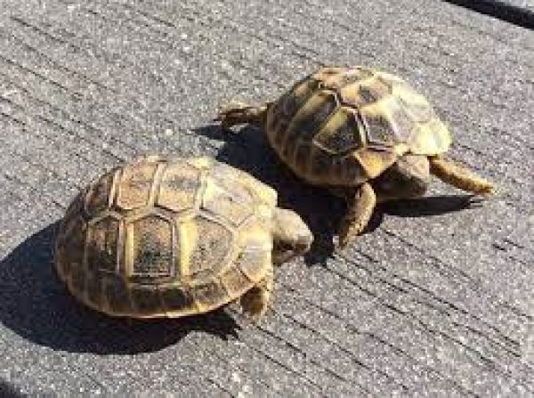 Nos bébés