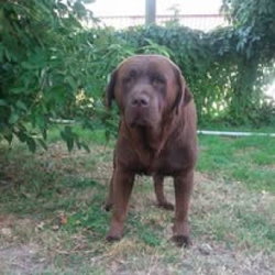 labrador