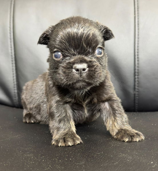 bouledogue francais fluffy disponible