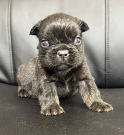 bouledogue francais fluffy disponible