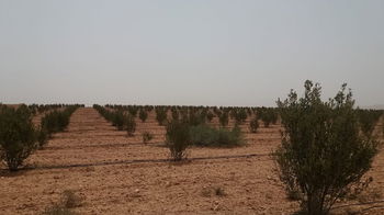 Vente Ferme région Chichaoua Marrakech Maroc