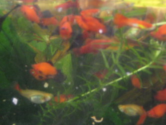 platy rouge