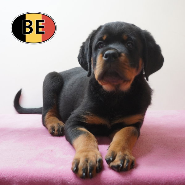 Rottweiler