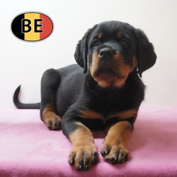 Rottweiler