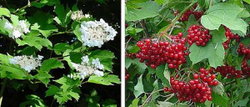 leycesteria formosa