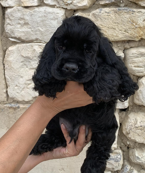 Annonce Jolis Chiots Mâles Cocker Spaniel Américain LOF Sérigny