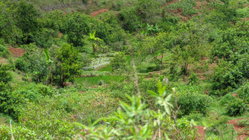 Propriétaire direct VEND  Un grand terrain de 29.750 m2 (2Ha97ca50a)  à 3km d'ambatolampikely RN2. Accessible, bord de route . Électricité et eau à proximité.  - Idéal pour projet agricole - Espace ( Loisirs, Auberge, sns ... ) - Grande usine  Papier (Titré, borné) 50.000Ar/m2 Contact : 033 76 085 86