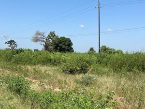 Vente 1 hectare sandiara M&#039;Bour Sénégal