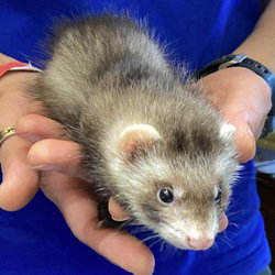 Furet