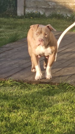 Bully femelle