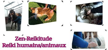 Reiki humains animaux