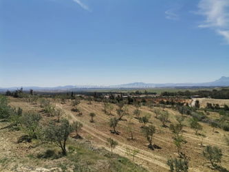 Vente Agricol Hatous Mango Immobilier Hammamet Tunisie