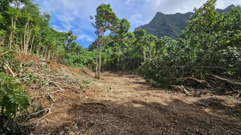 BAISSE DE PRIX - Paopao Terrain 1000 m² constructible vue montagnes (Lot A)