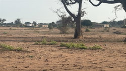 terrains 300 mètres carrés  à vendre à Malicounda