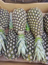 CARTON D ANANAS