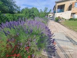jardin lavande