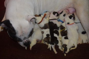 Les adorables petits bébés à la naissance