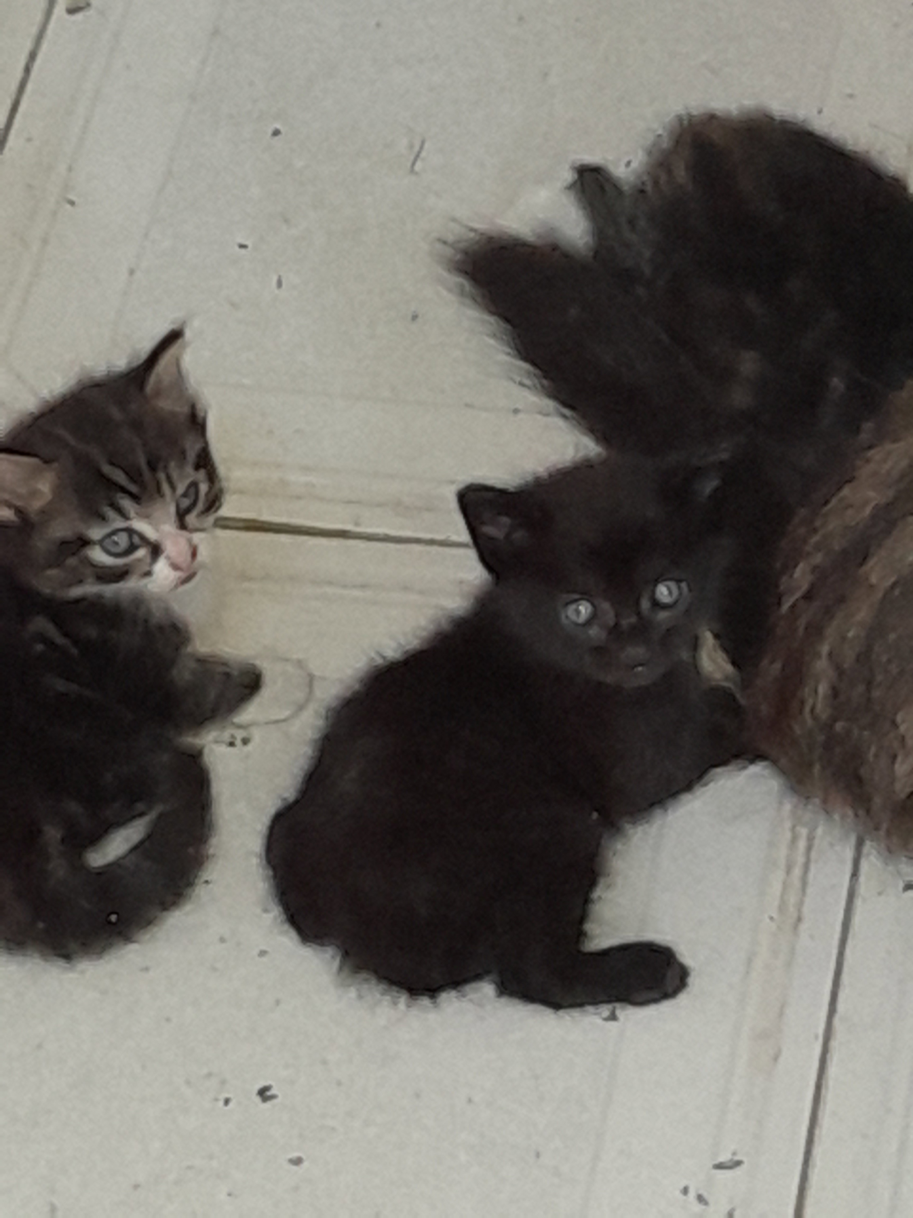 chatons