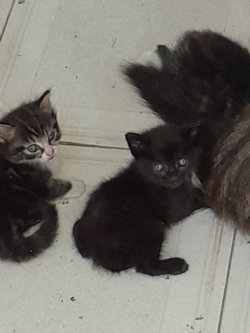 chatons