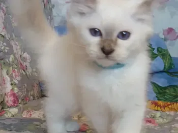 Annonce [À réserver] Chatons sacré Birmanie Binche Belgique