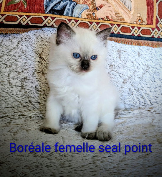 Les 3 chatons LOOF de Utah du domaine de Louvigny