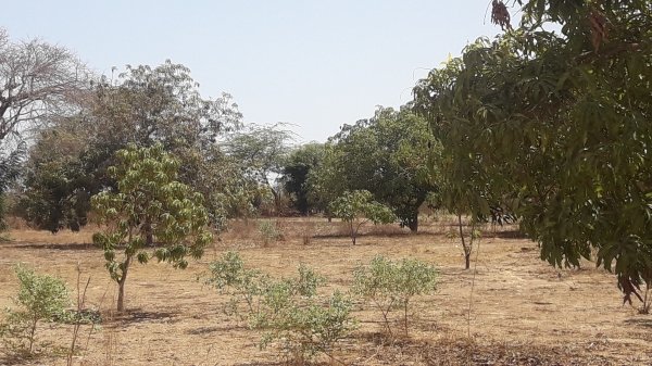 Vente HECTARES MALIKOUNDA M'Bour Sénégal