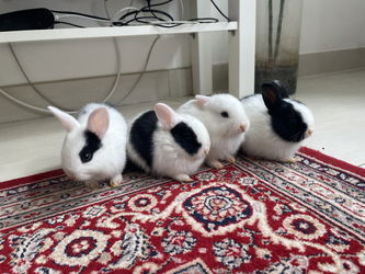 Lapins Nains Luxembourg