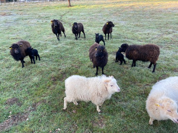 Adorable moutons nains race Ouessant = Tondeuse BIO Argenton-sur-Creuse