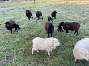 Annonce adorable moutons nains race ouessant = tondeuse bio Argenton-sur-Creuse