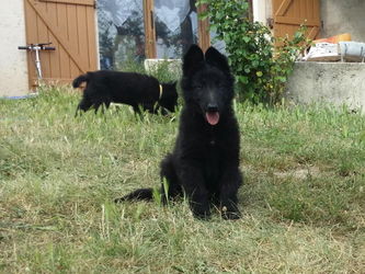 Annonce CHIOTS BERGERS BELGES TERVUEREN DISPONIBLES Régusse Var