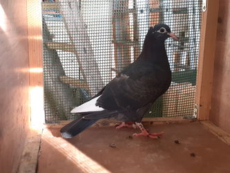 JEUNE PIGEON NOIR à VOL BLANC