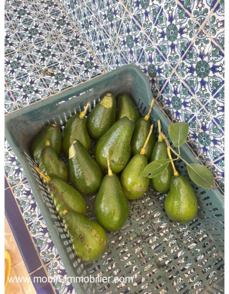 ferme a vendre à beni Khaled