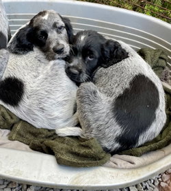 chiot male et femelle