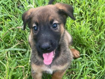 Annonce CHIOT MALINOIS Joal Fadiouth Sénégal