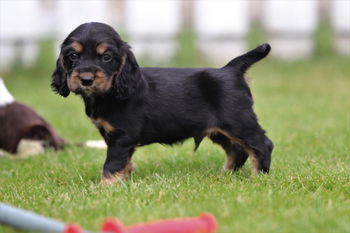 COCKER ANGLAIS BLACK AND TAN