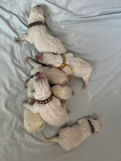 Romy et ses bébés
