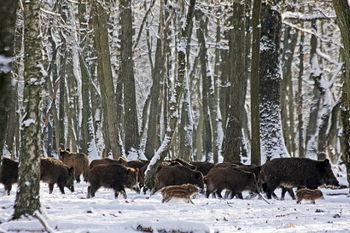 CHASSE JOURNEE sangliers chevreuils Gondrecourt-le-Château Meuse