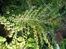 leycesteria formosa