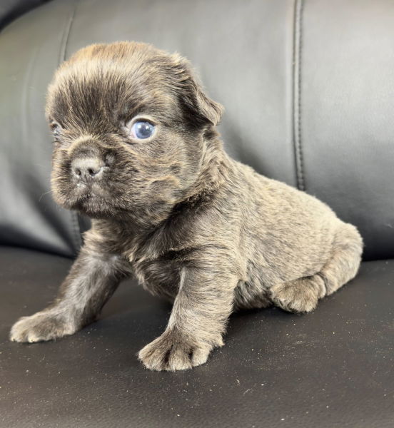 bouledogue francais fluffy disponible