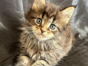 chatons maine coon Saint-Gilles Gard