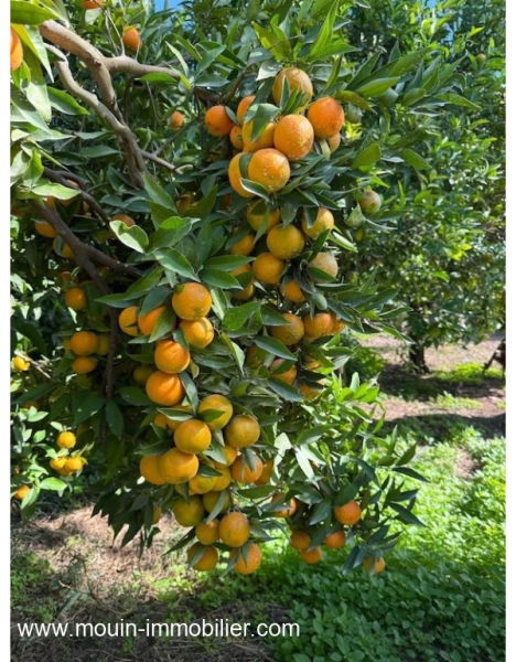 ferme a vendre à beni Khaled