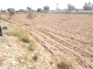 Vente terrain mezraya Djerba Tunisie