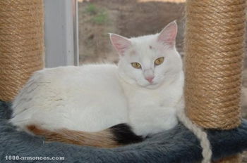Pension chat hôtel pour chats Luxembourg