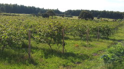Kiwis